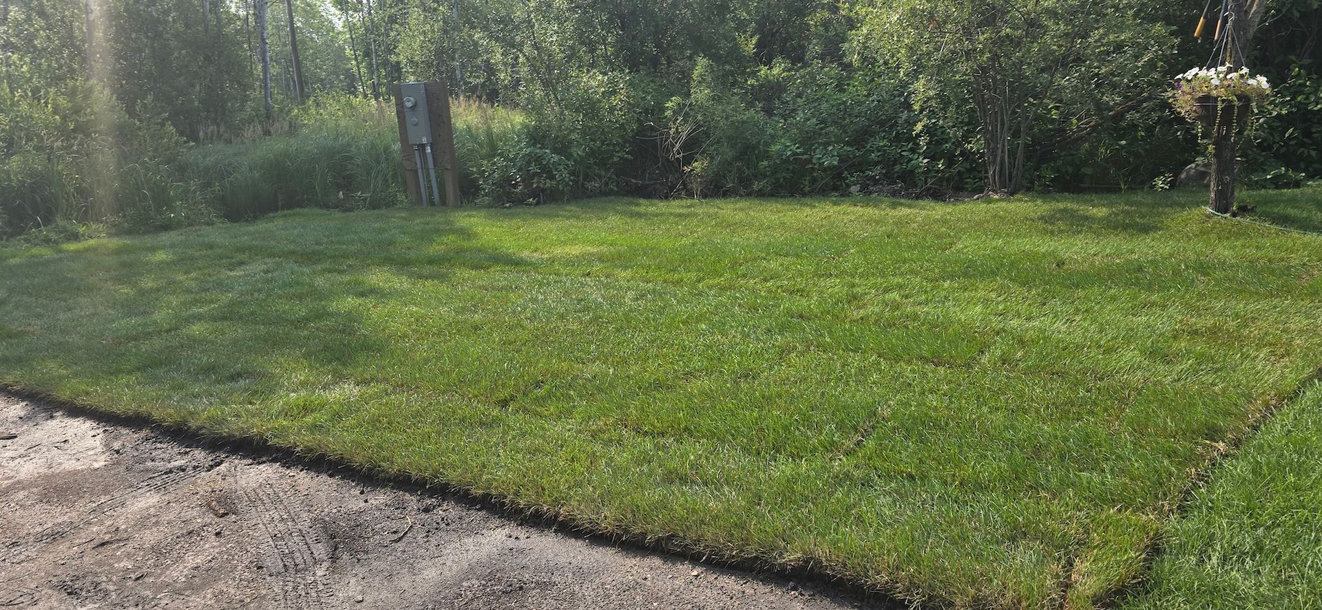 A vibrant green lawn sits beside a dark, gravel driveway, bordered by a dense line of trees and bushes in the background.