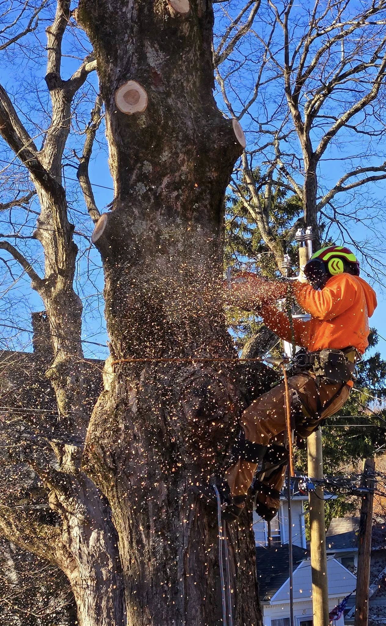 A man is cutting a tree with a chainsaw.