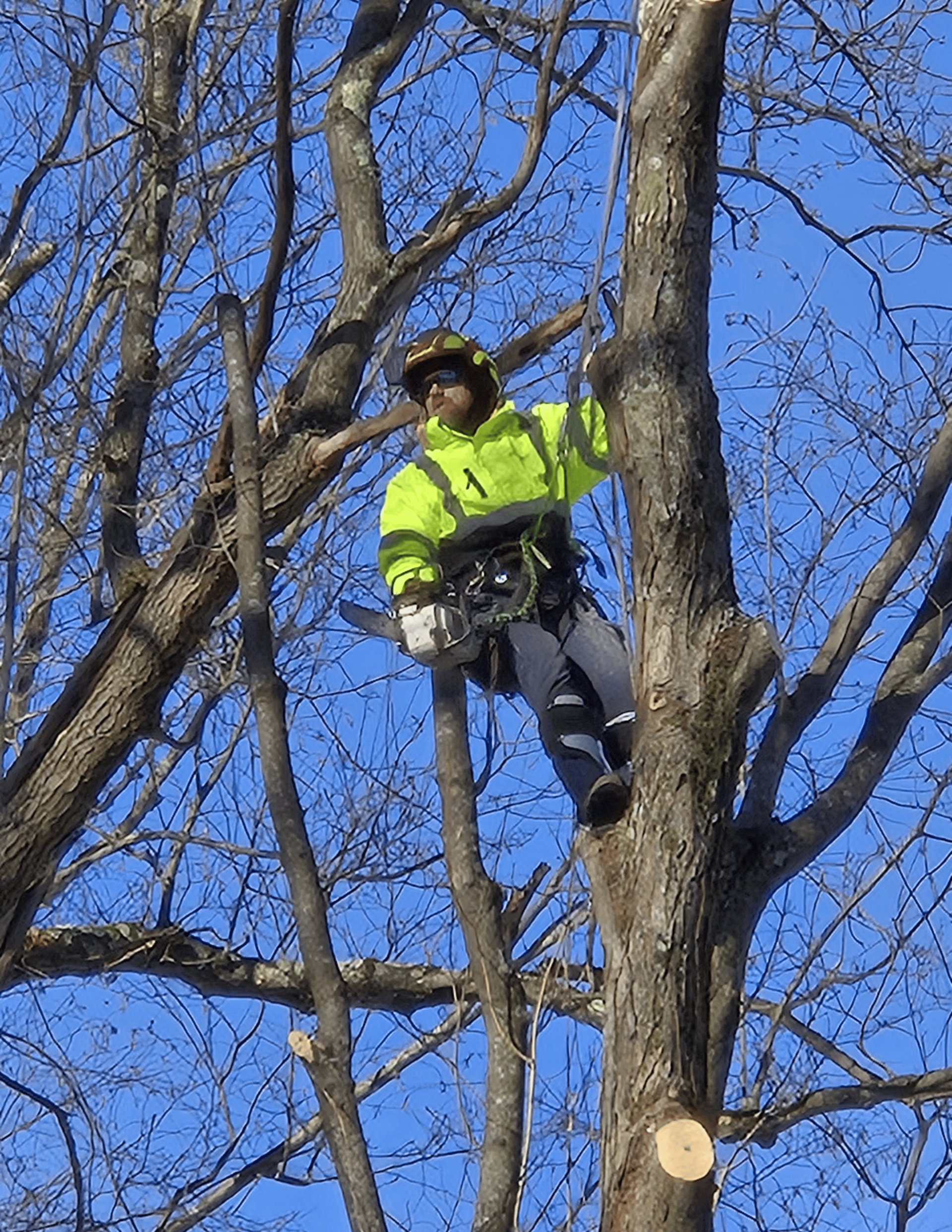 A man is climbing a tree with a chainsaw.