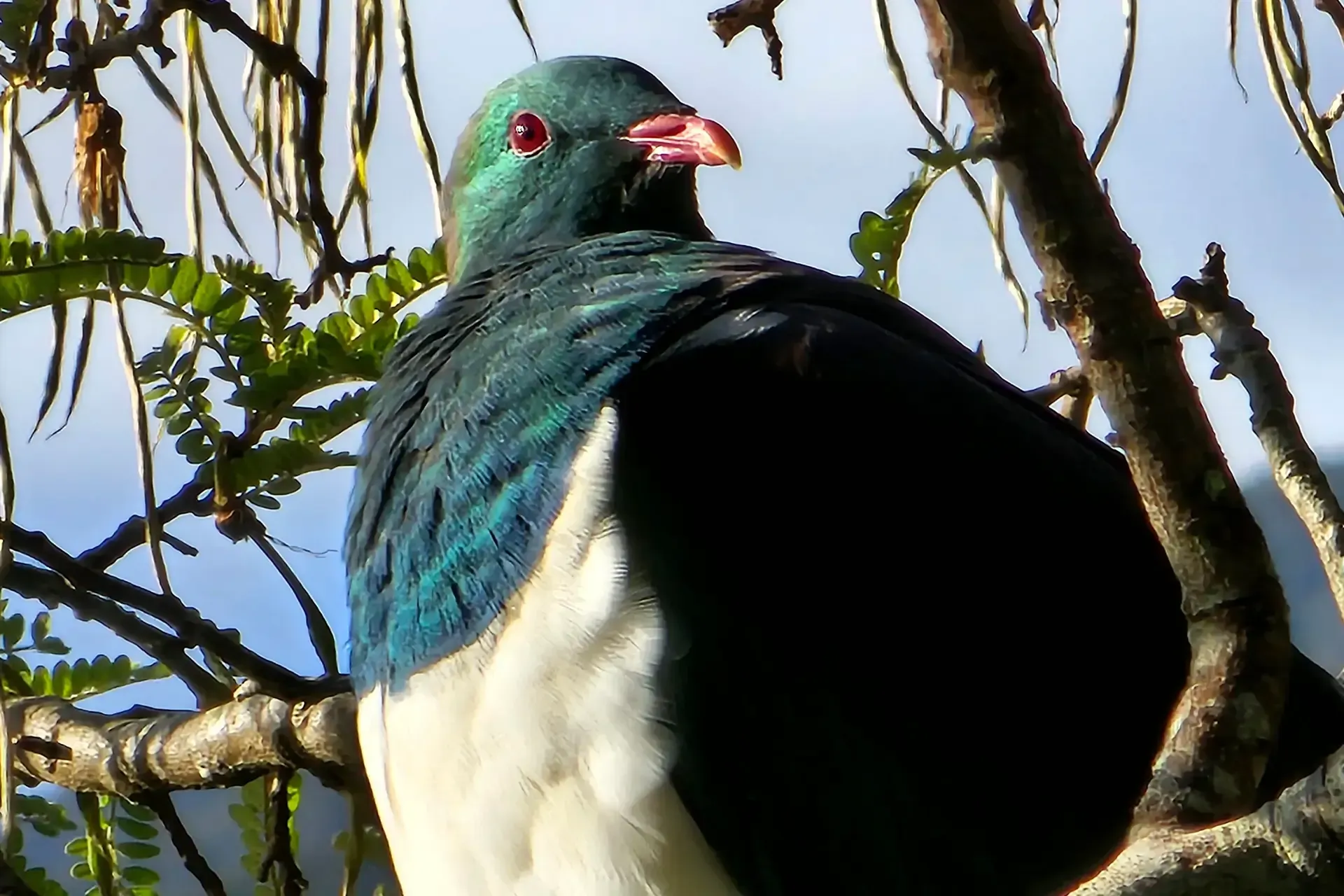 Breathtaking Environment in The Pelorus Sounds, Marlborough, New Zealand