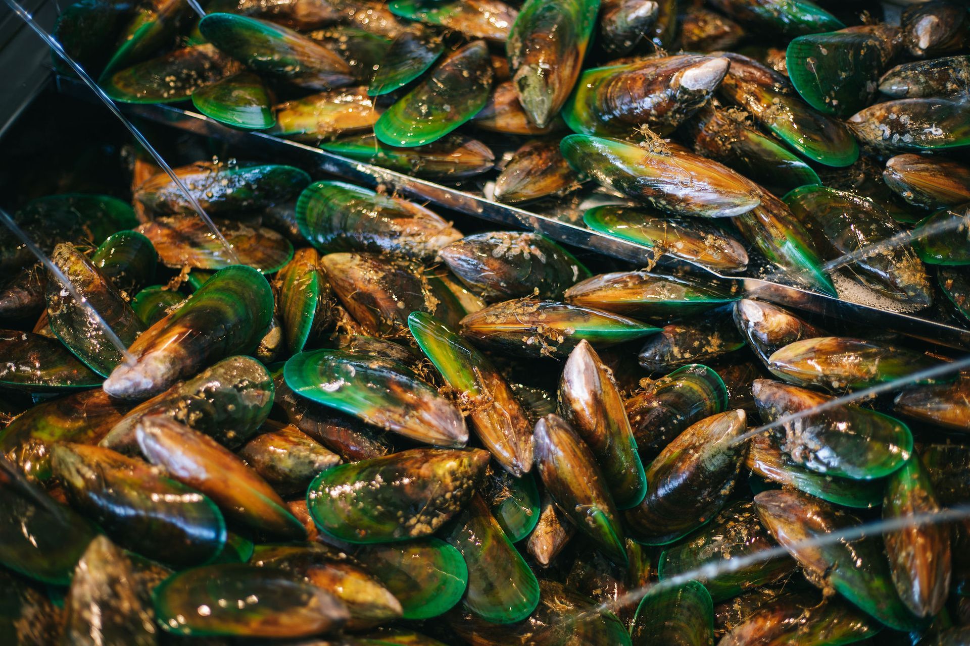 The Taste of Pelorus. Dining in Pelorus is as memorable as the scenery. Enjoy relaxed meals with stunning coastal views at beachside restaurants, or settle in at a welcoming local café, perhaps beside a roaring fire.