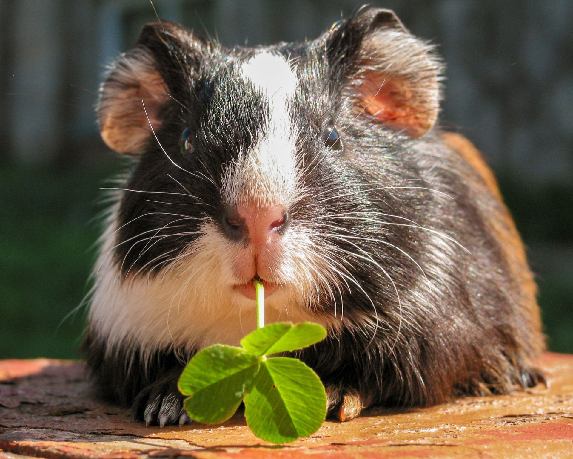 guinea pig boarding hotel london