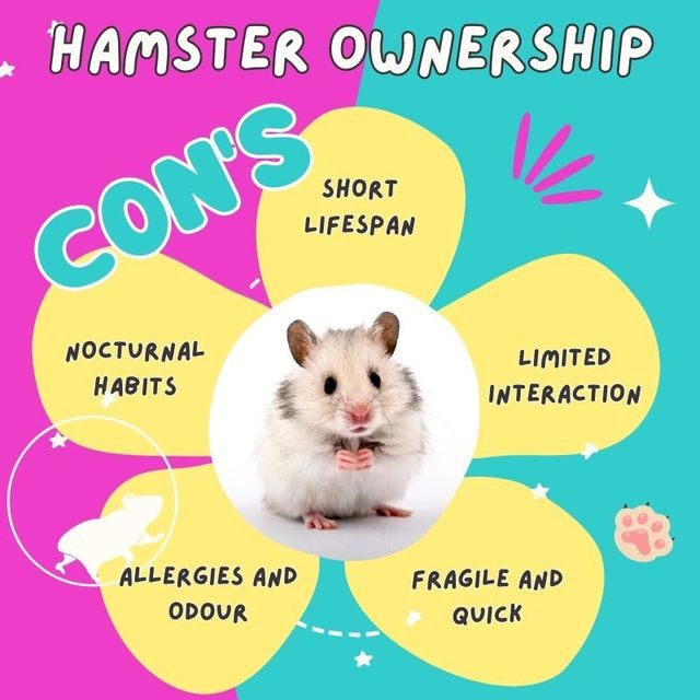 Anyone else cry monthly about the short lifespans of hamsters : r