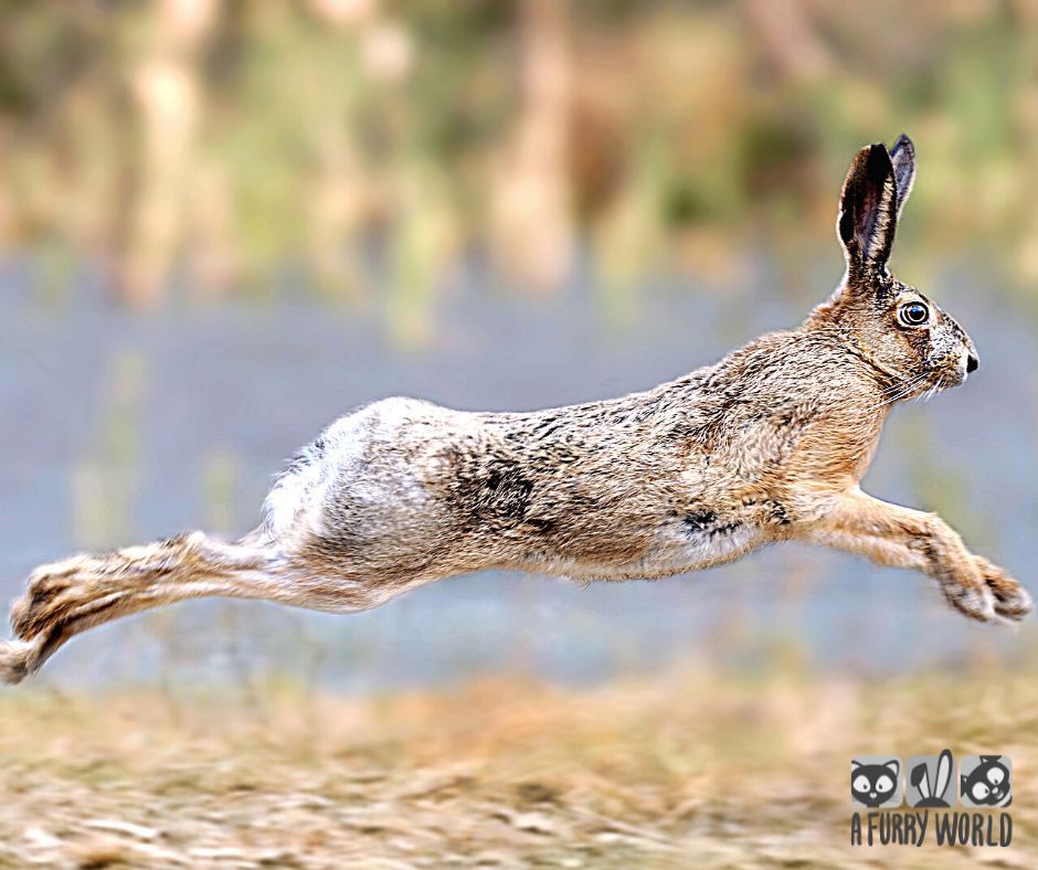 st patricks day irish hare