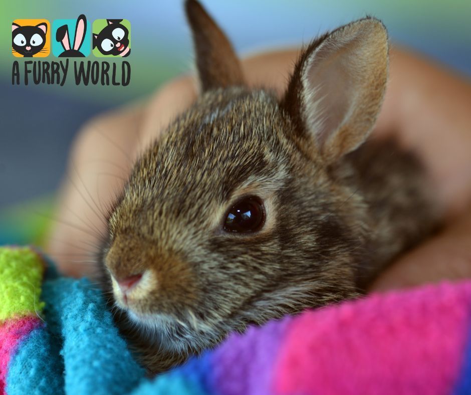 Useful tips to prepare to bring home a new rabbits