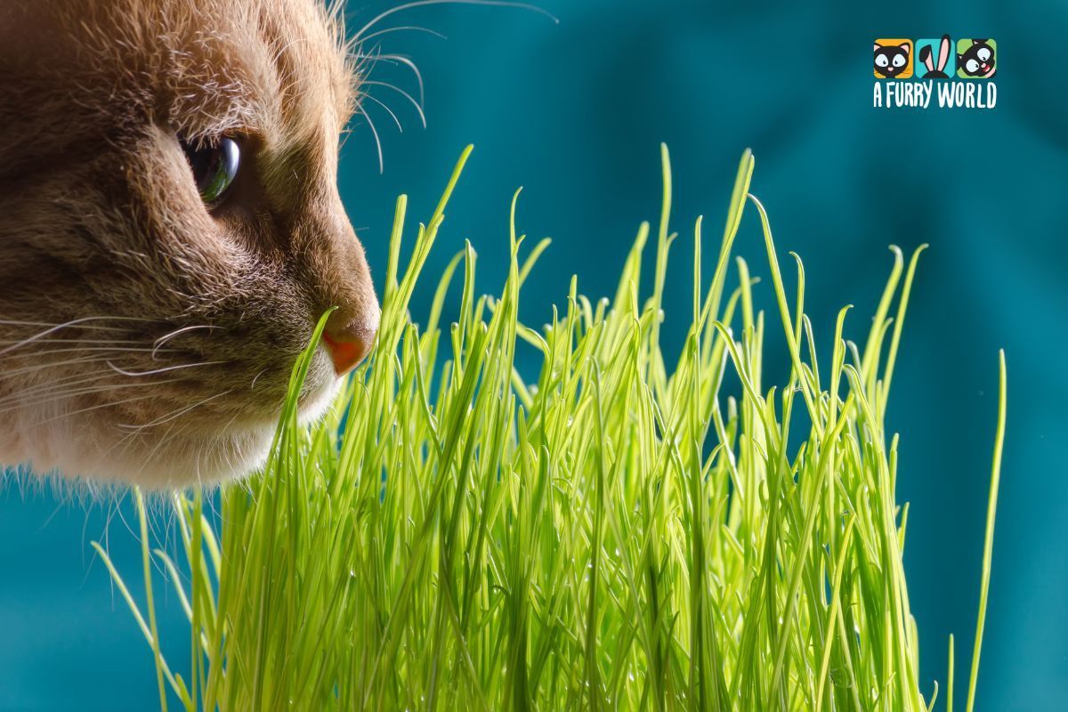 Photo inspiration: Gallery Detail: Why Do Cats Eat Grass