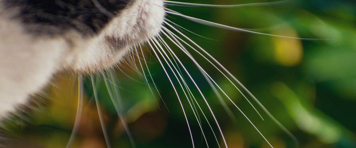 Why do cats have whiskers?