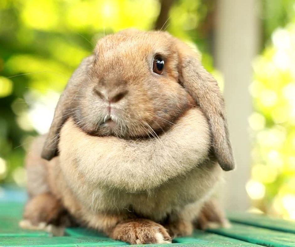 Rabbit Dewlap