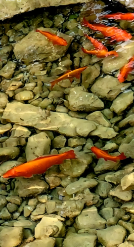 Orange fish swimming among rocks in clear water.