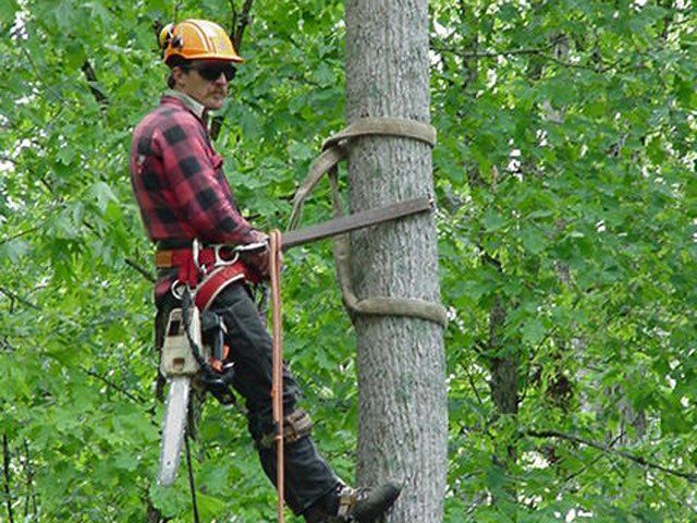 A man is climbing a tree with a chainsaw.