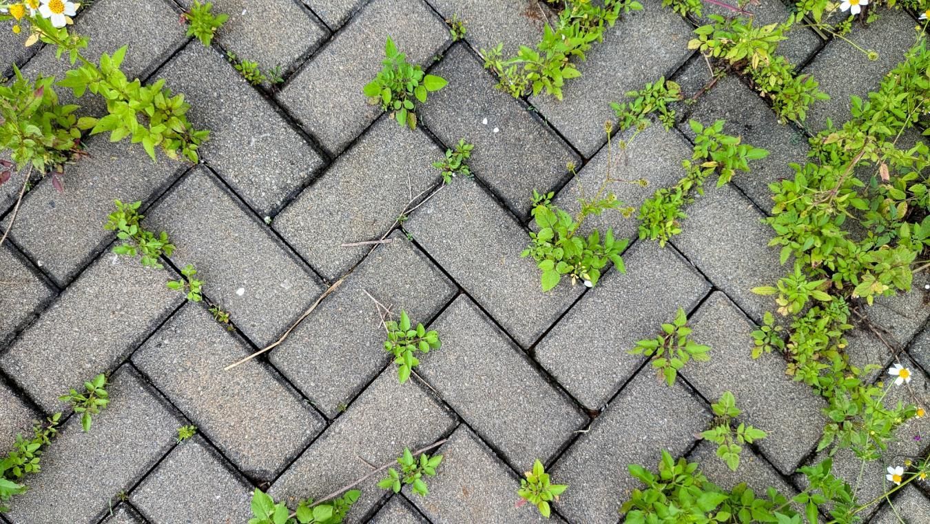 Herringbone brick walkway with green weeds growing between the bricks.