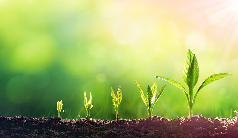 Sprouts growing in stages from soil, with bright green leaves against a blurry green and yellow background.