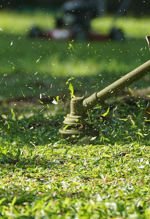 String trimmer cutting grass; green lawn, blades flying.