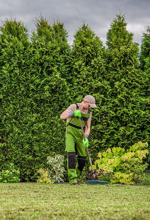 Gardener in green overalls raking soil, evergreen trees in background.