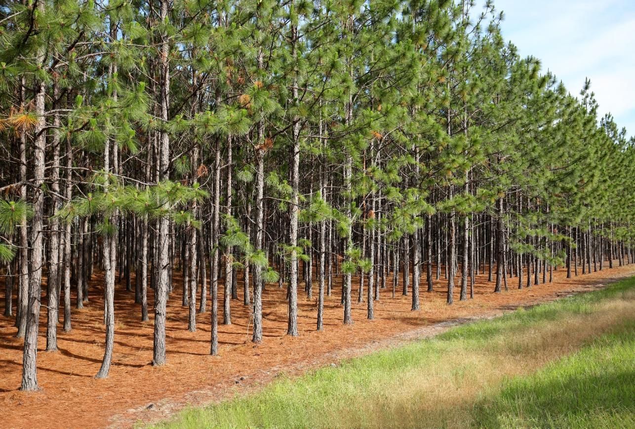 Row of tall pine trees with green needles and brown trunks, planted in a line, with grass and dead leaves below.