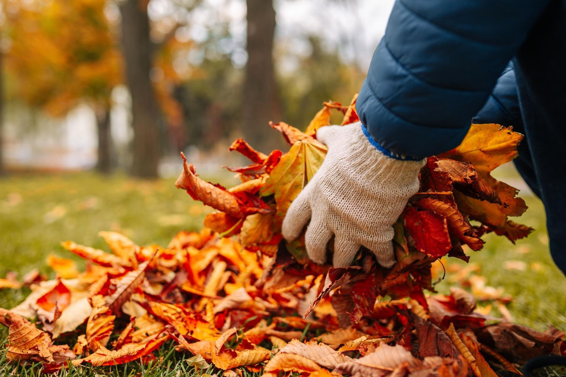 Person wearing a blue jacket and white gloves holding a pile of colorful fall leaves on grass.