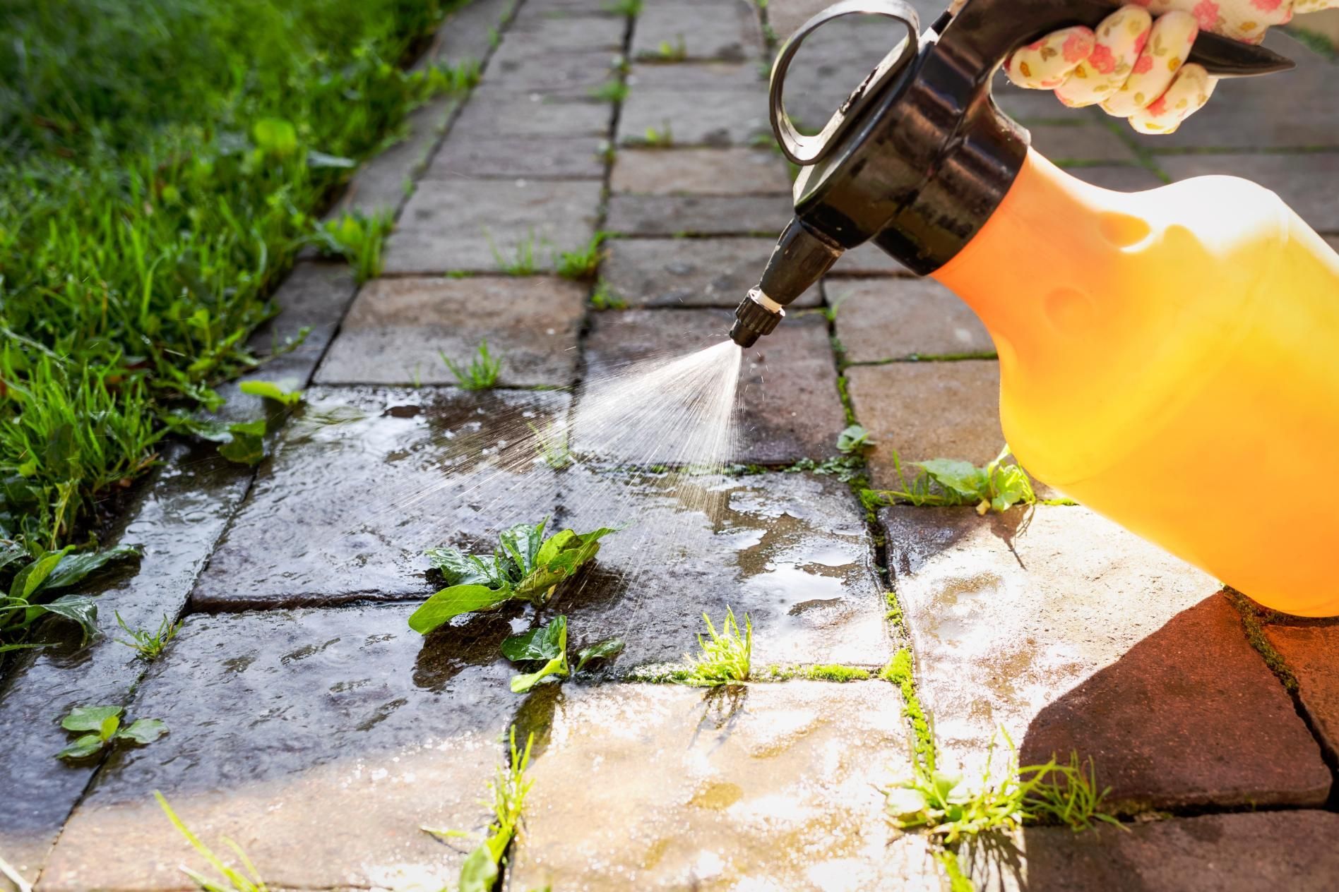Person spraying weeds on a brick walkway with a yellow spray bottle.