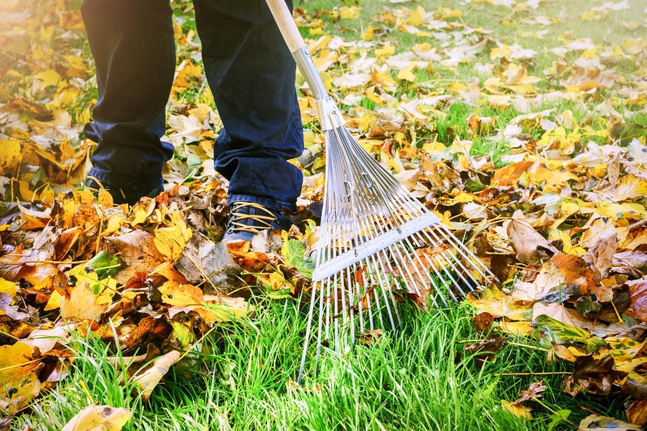 Person raking autumn leaves on a grassy lawn; metal rake and fall foliage.