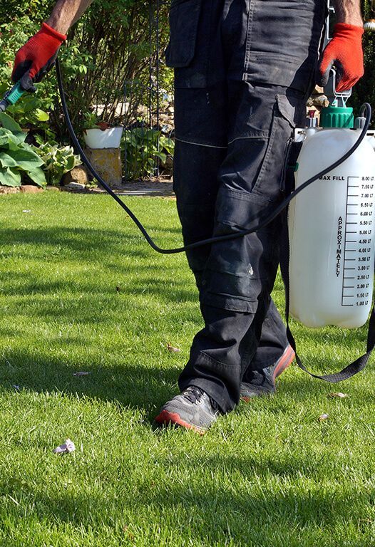 Person wearing red gloves spraying lawn with a tank sprayer.