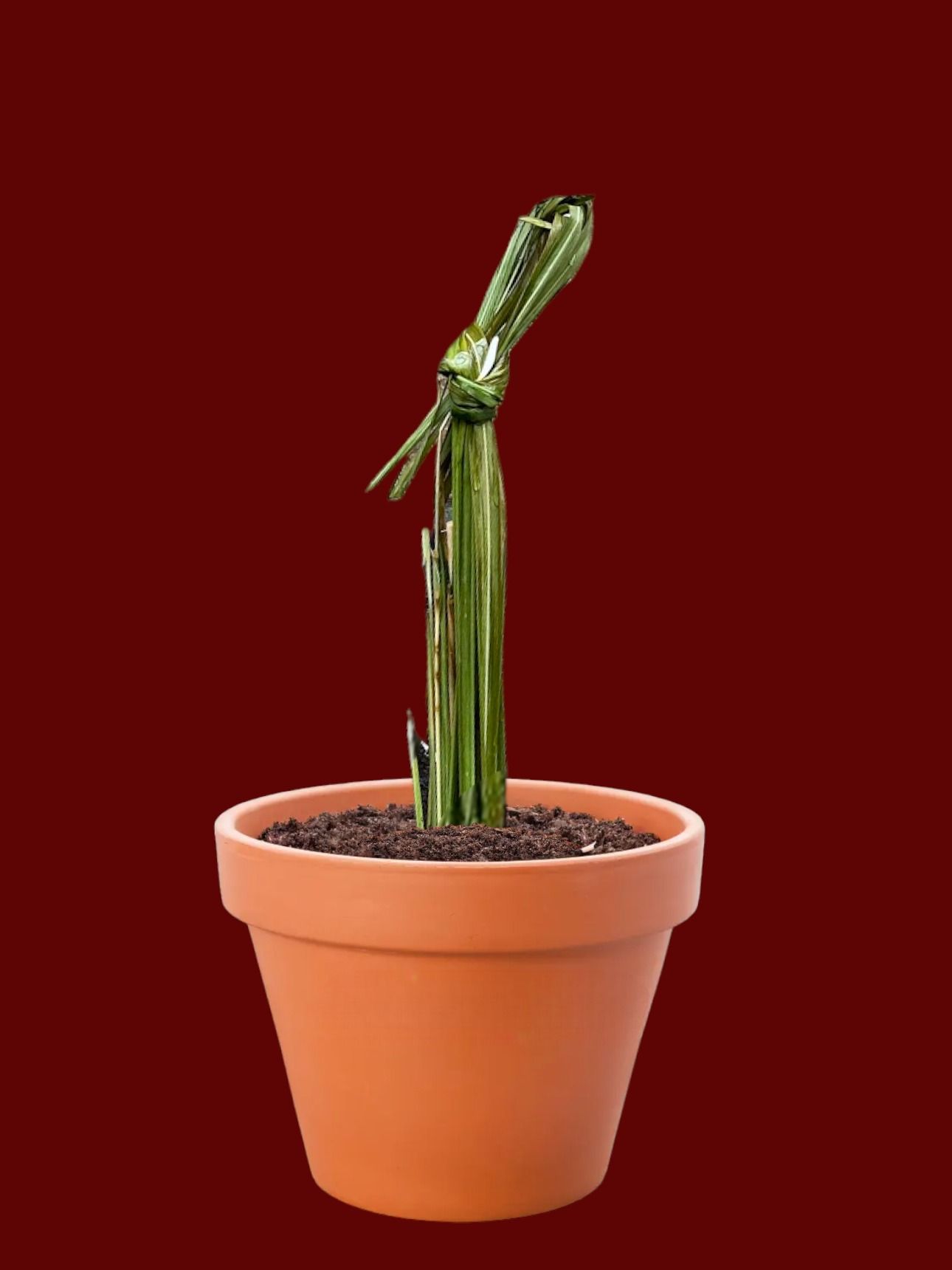 Een kleine plant in een pot met een rode achtergrond.