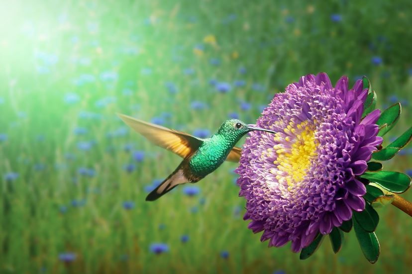 Green hummingbird hovering by violet flower under soft sky glow, funeral homes Weatherford, TX
