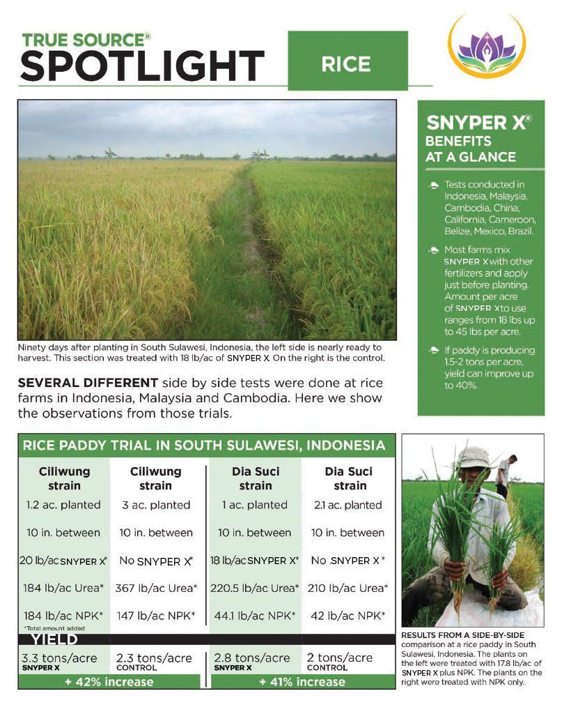 A newspaper with a picture of a man standing in a field of rice.