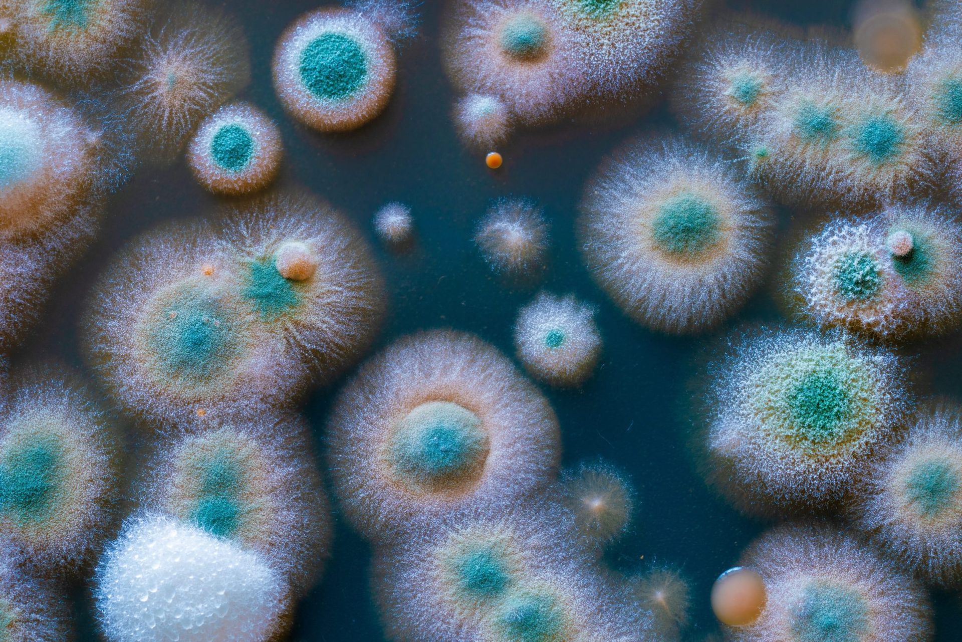A close up of mold growing on a blue surface.