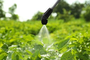 A person is spraying a plant with a sprayer in a field.