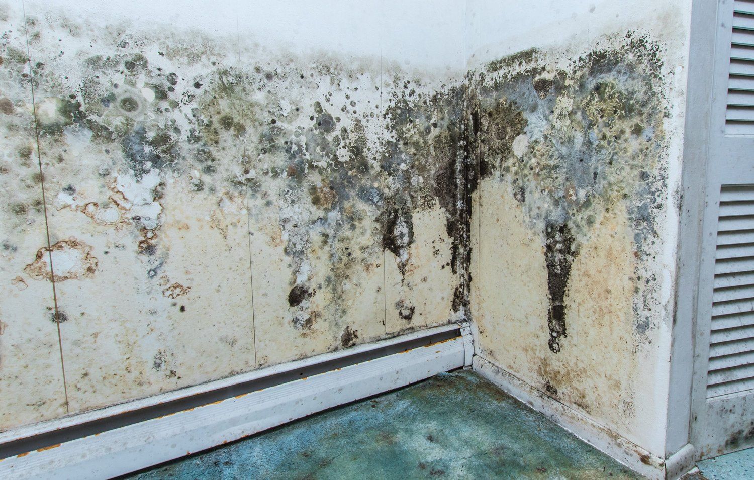 Mold Remediation