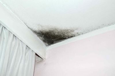 Mold Remediation