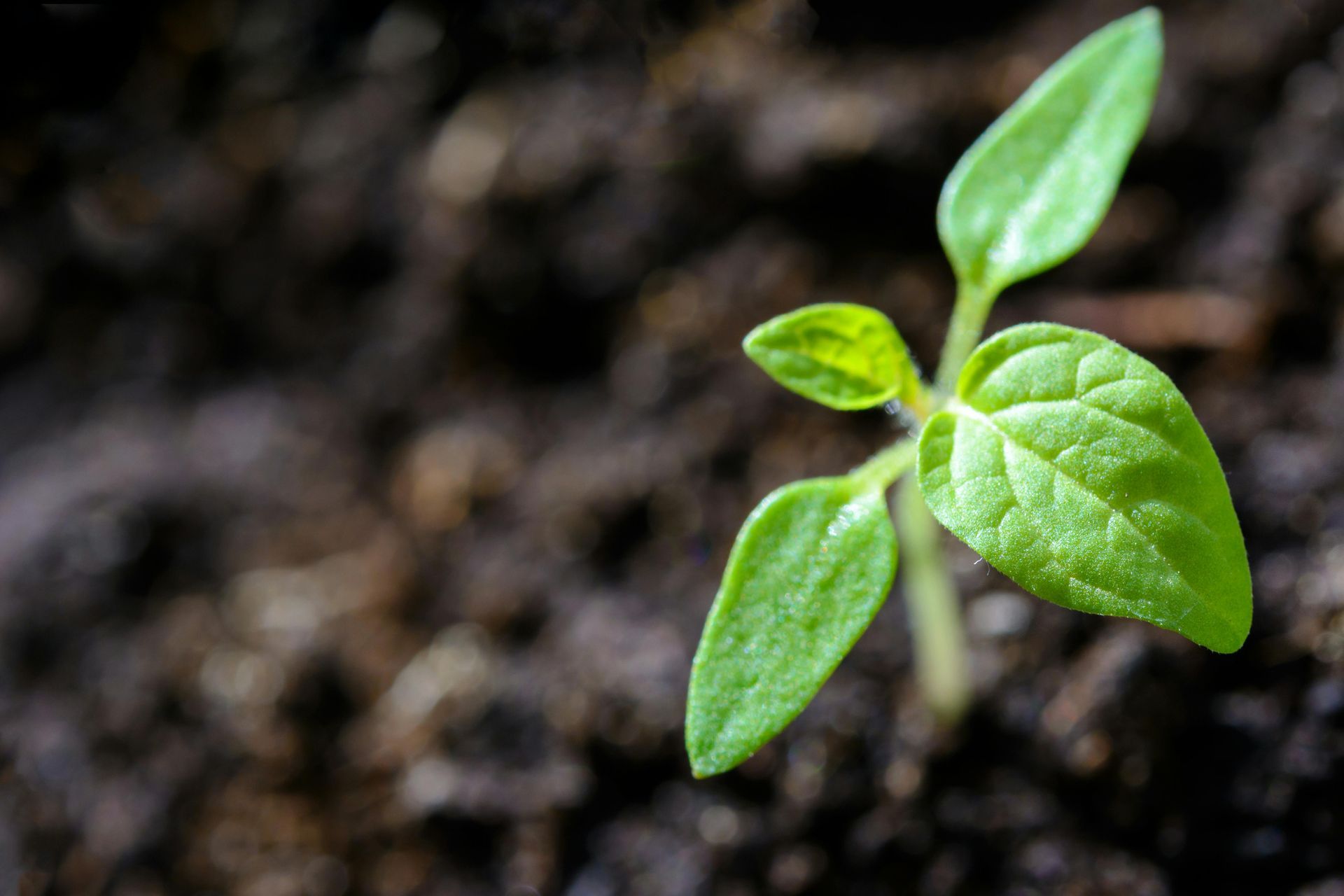 A small green plant is growing out of the ground.