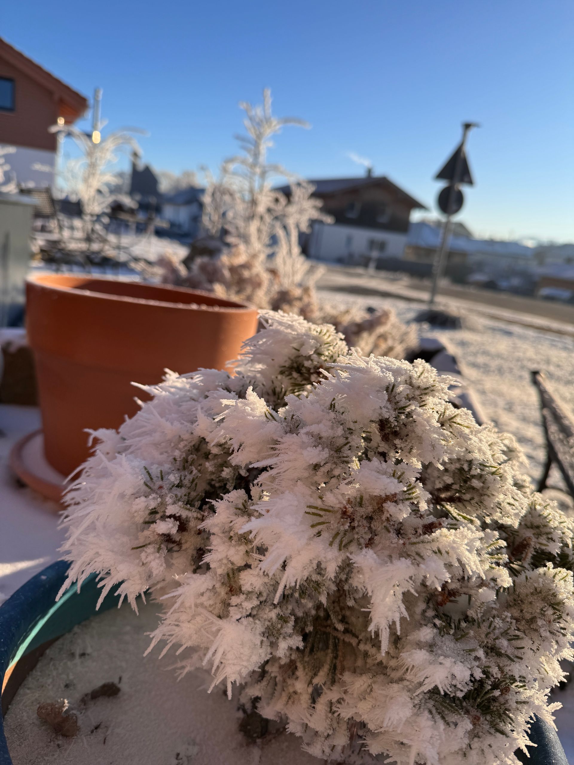 Eine mit Frost bedeckte Pflanze in einem Topf, im Hintergrund ein Terrakottatopf; eine sonnige, winterliche Szene im Freien.