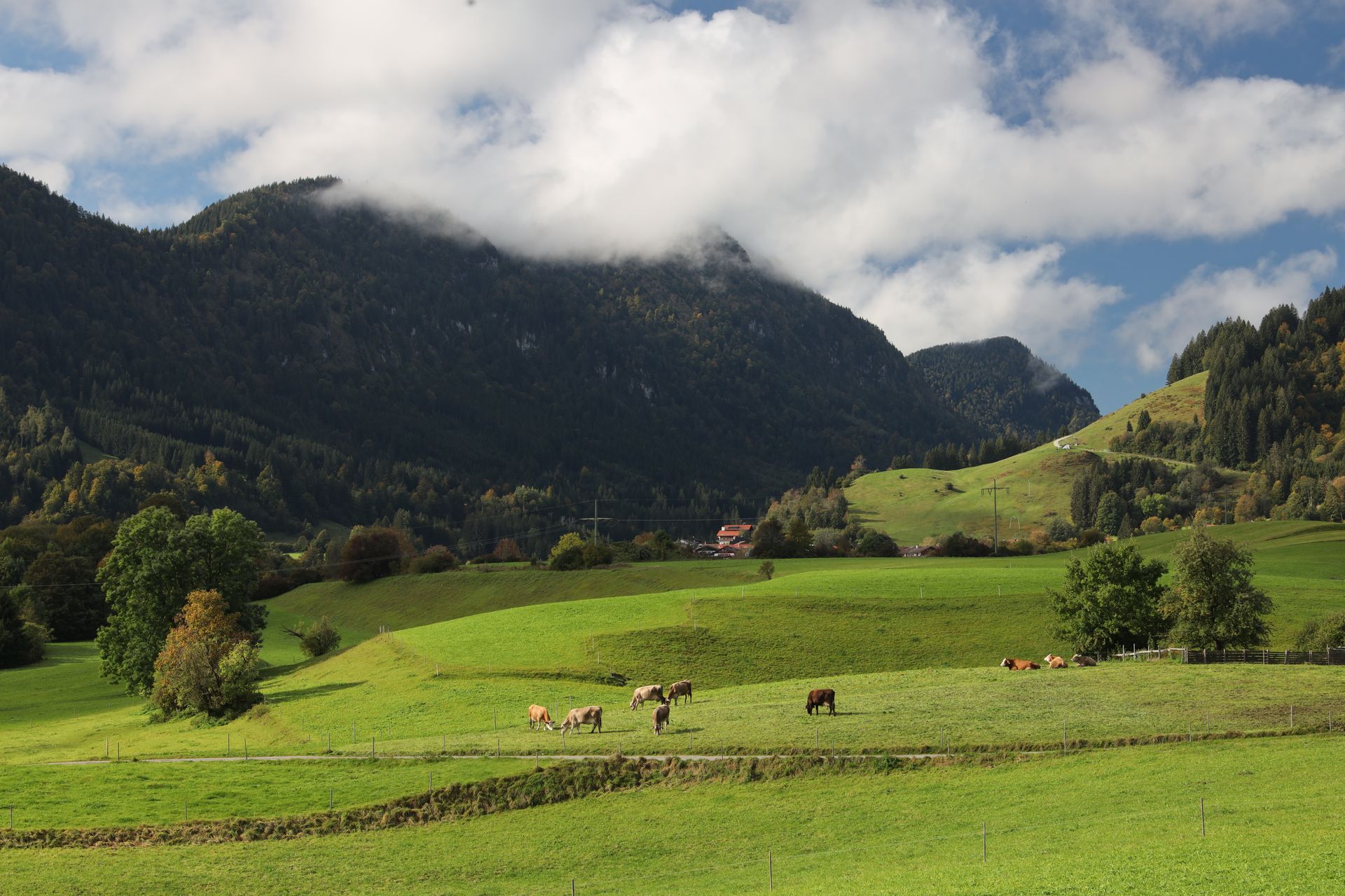 Ein üppiges grünes Feld mit Bergen im Hintergrund