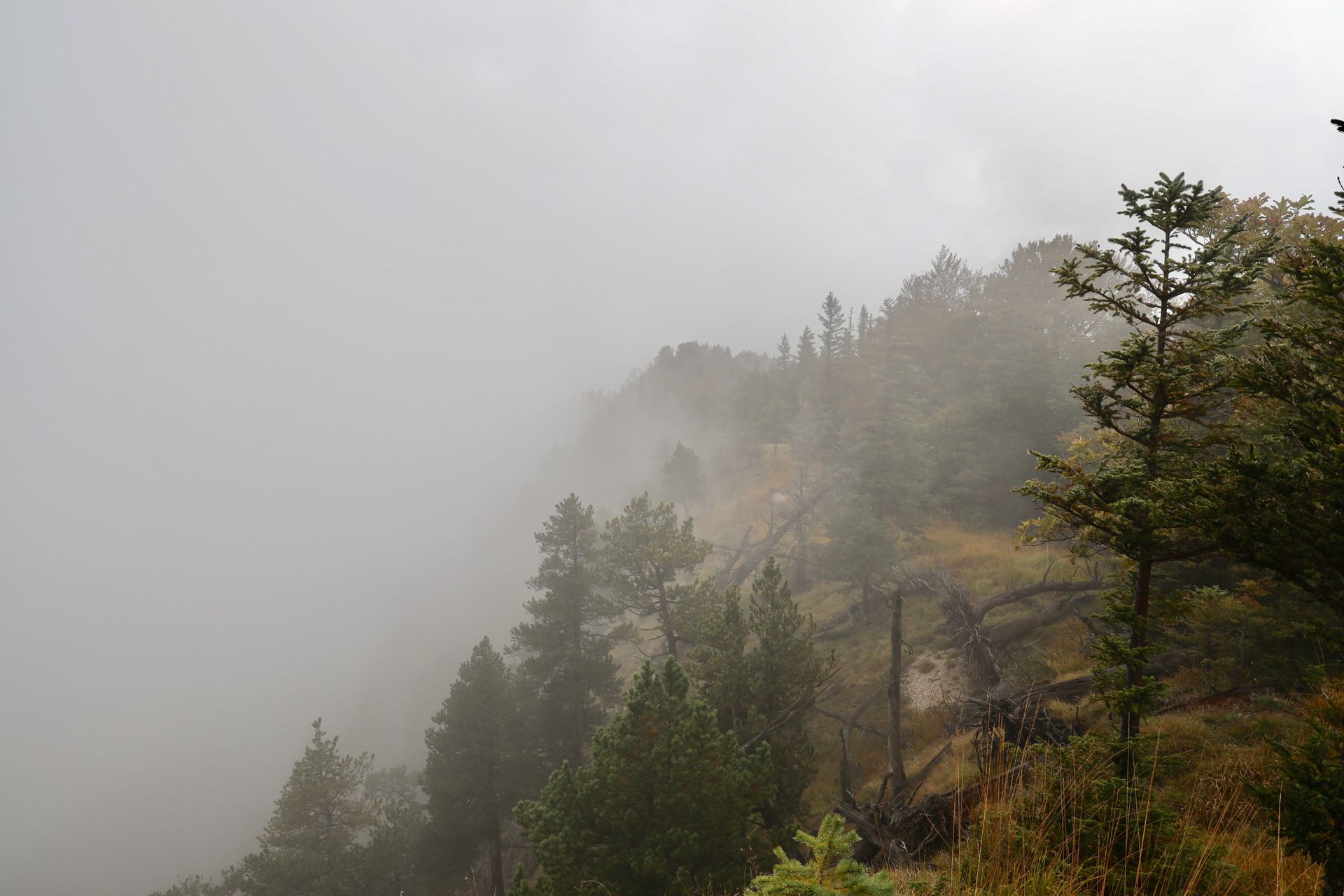 Nebliger Hügel mit im Nebel verhüllten Bäumen.