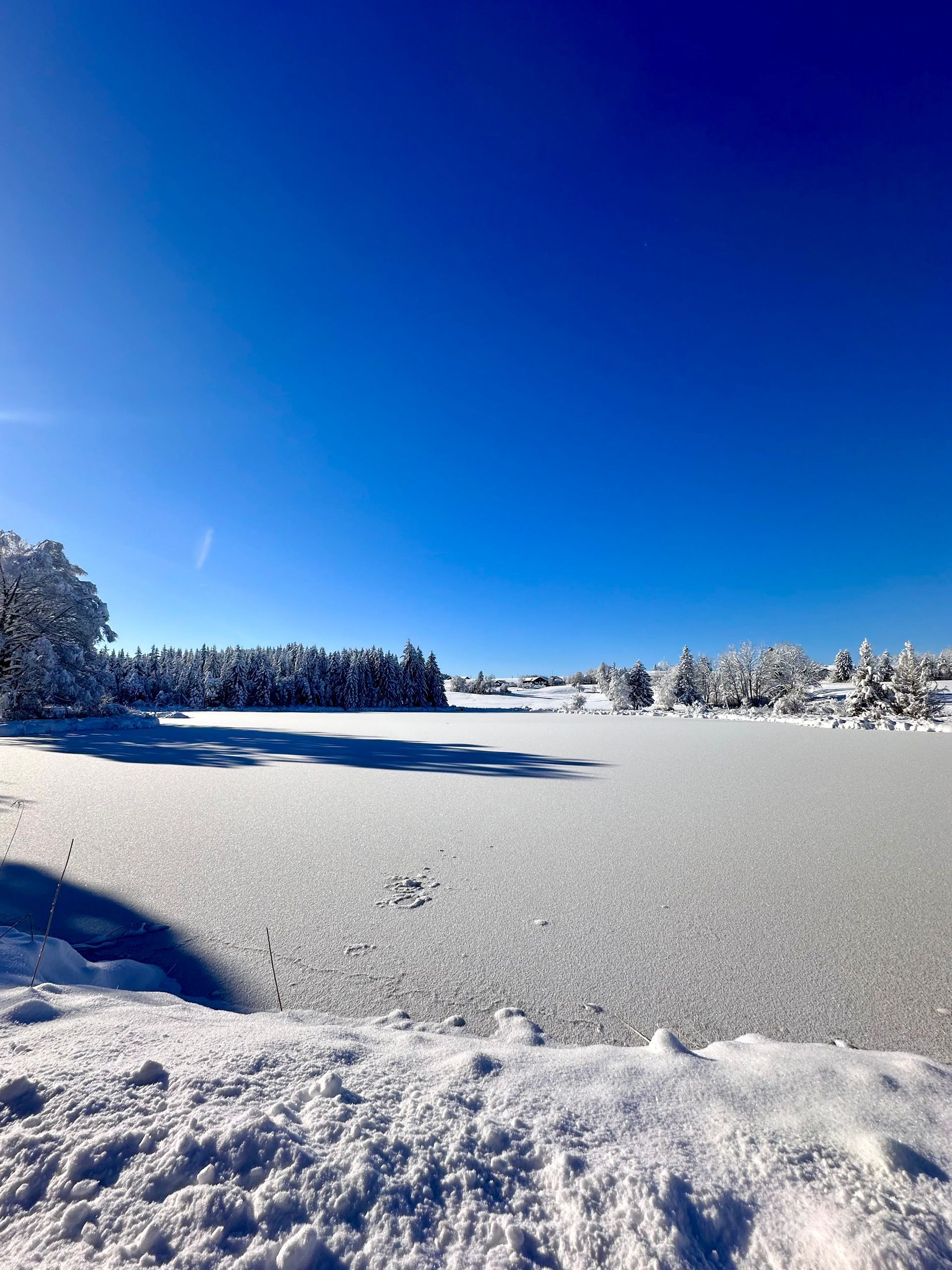 Ein schneebedecktes Feld mit Bäumen im Hintergrund und einem blauen Himmel