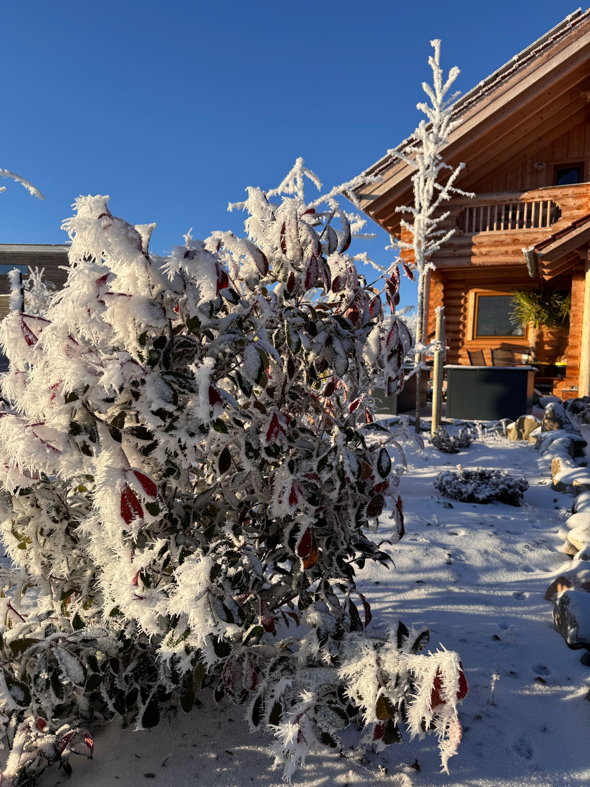 Schneebedeckte Büsche und ein Baum vor einer Blockhütte an einem sonnigen Tag.