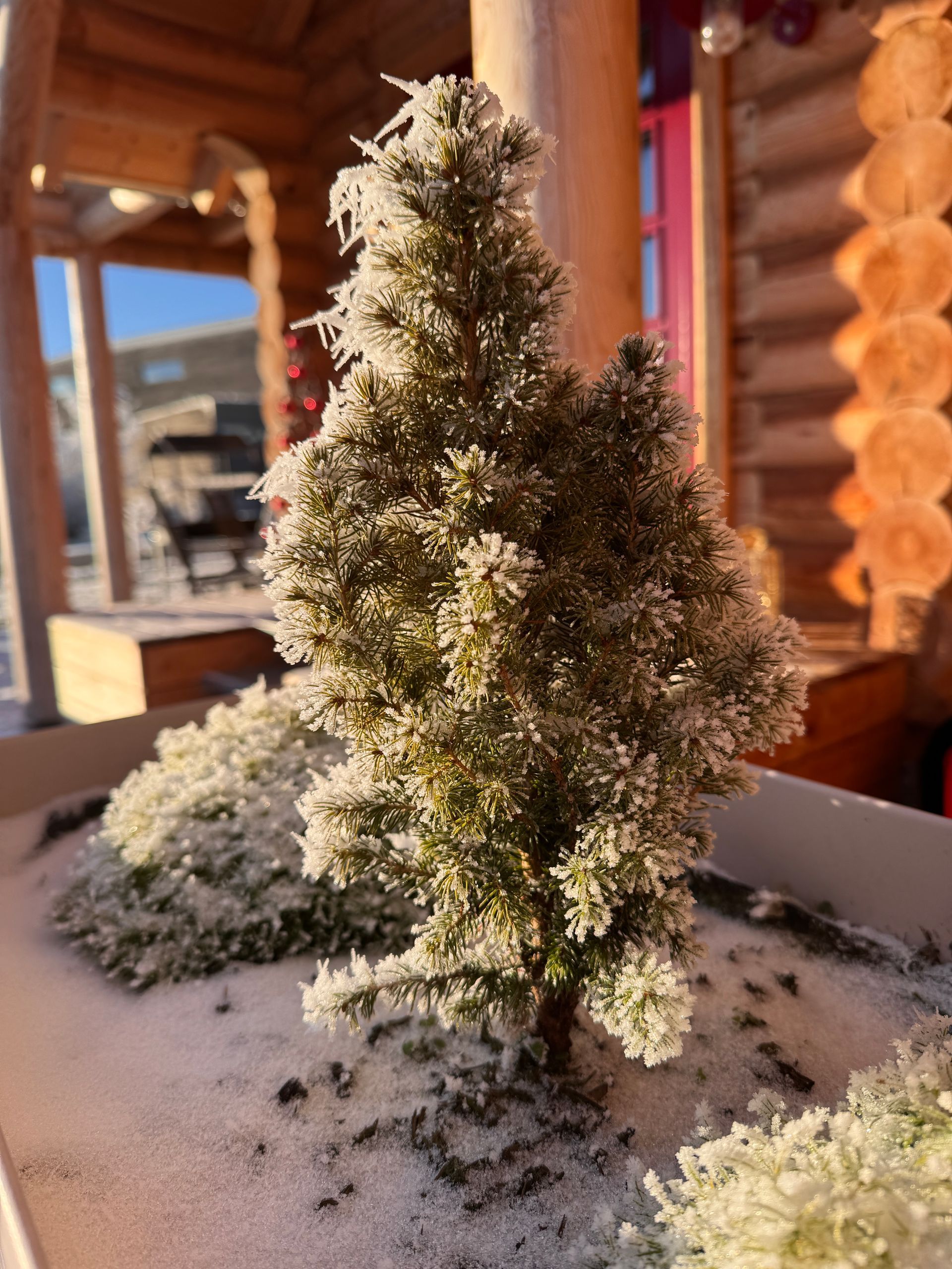 Miniatur-immergrüner Baum und Sträucher mit Frostüberzug vor einem Holzgebäude.