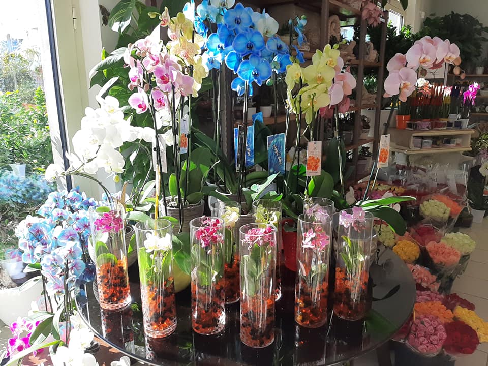 vendita di piante per la casa