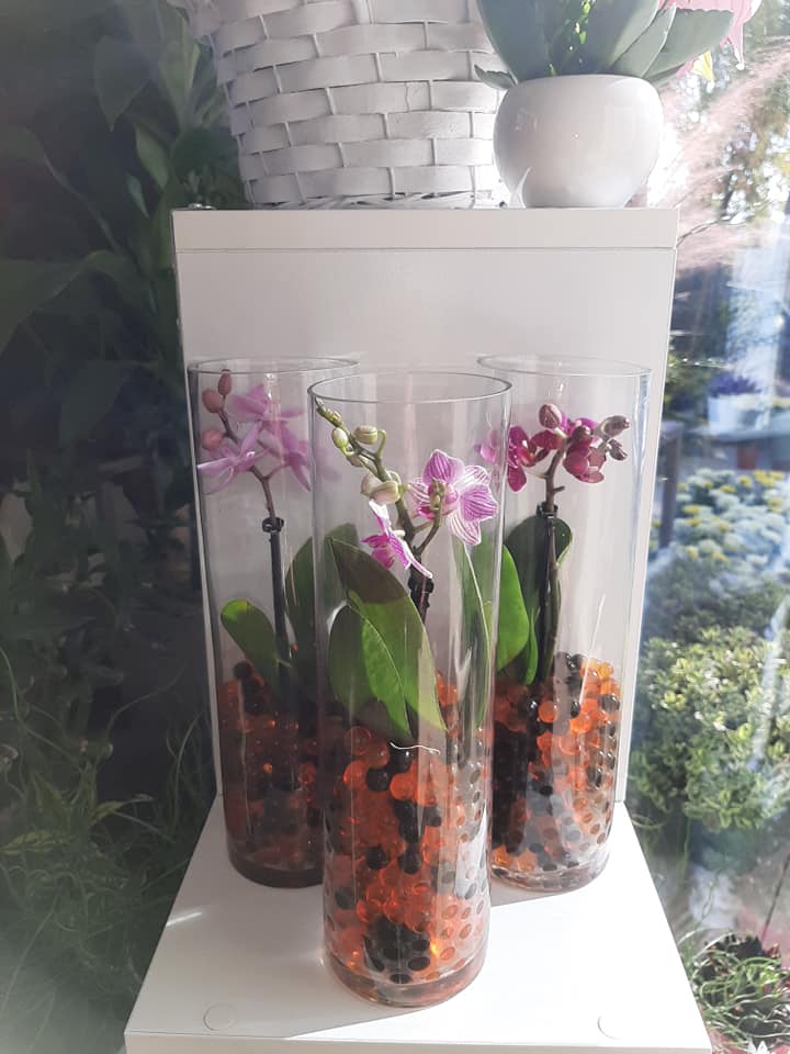 vendita di orchidee