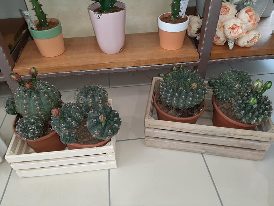 vendita di cactus