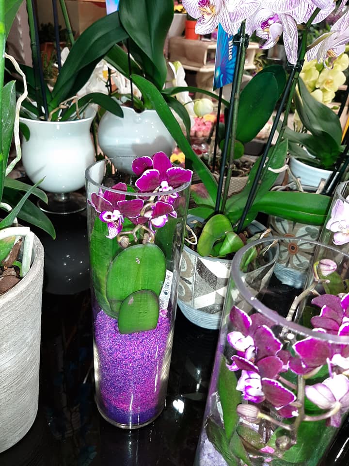 vendita di piante per decorare gli spazi interni