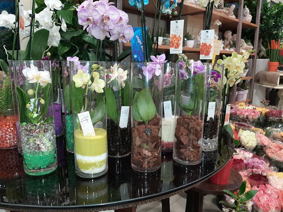 vendita di piante per decorare gli interni