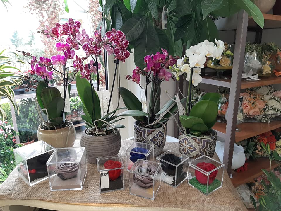 orchidee e altre piante ornamentali