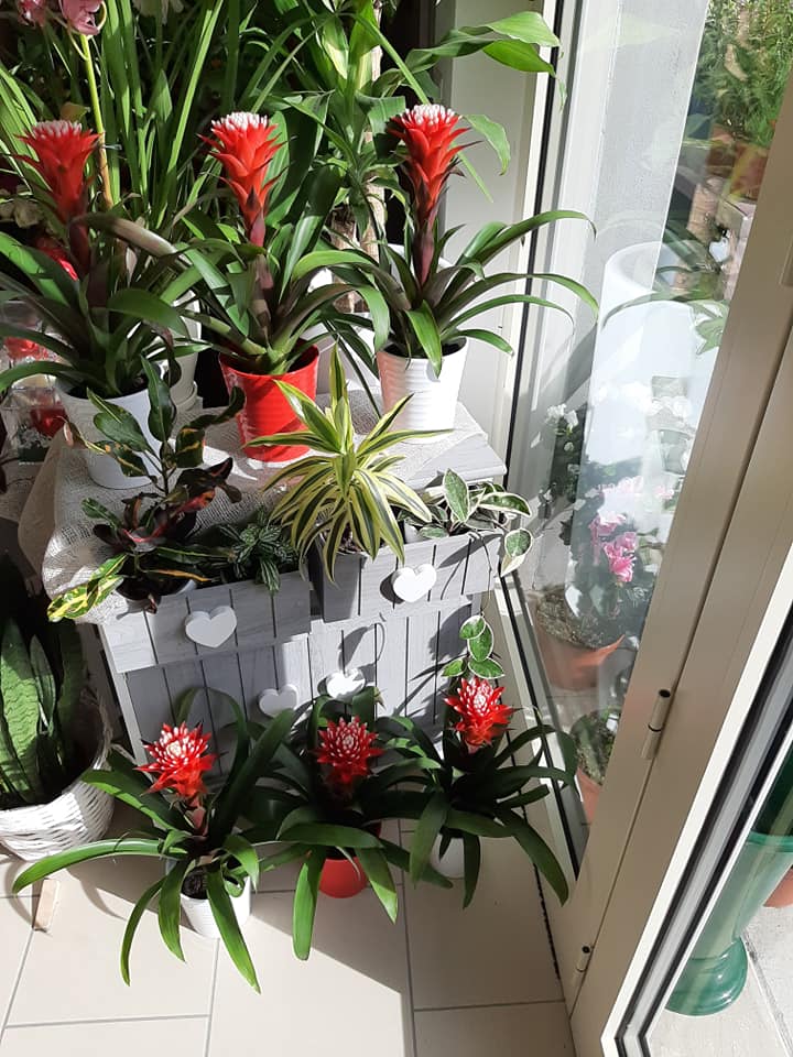 piante per interni per decorare casa