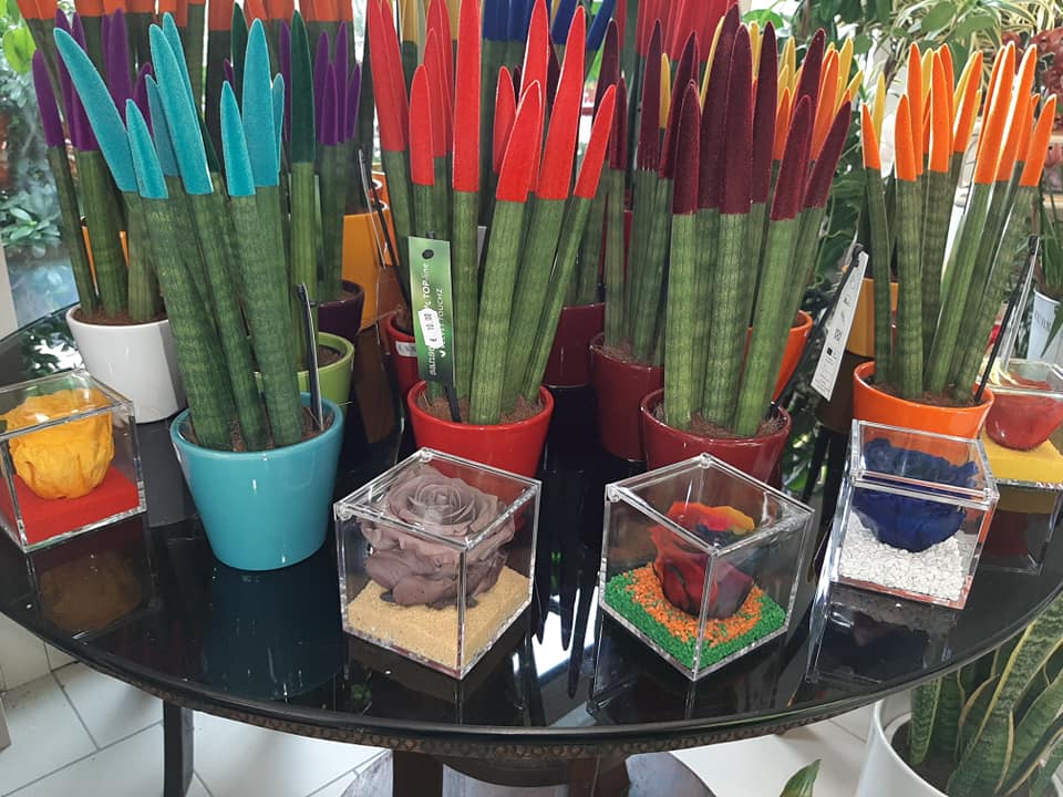 piante per decorare la casa