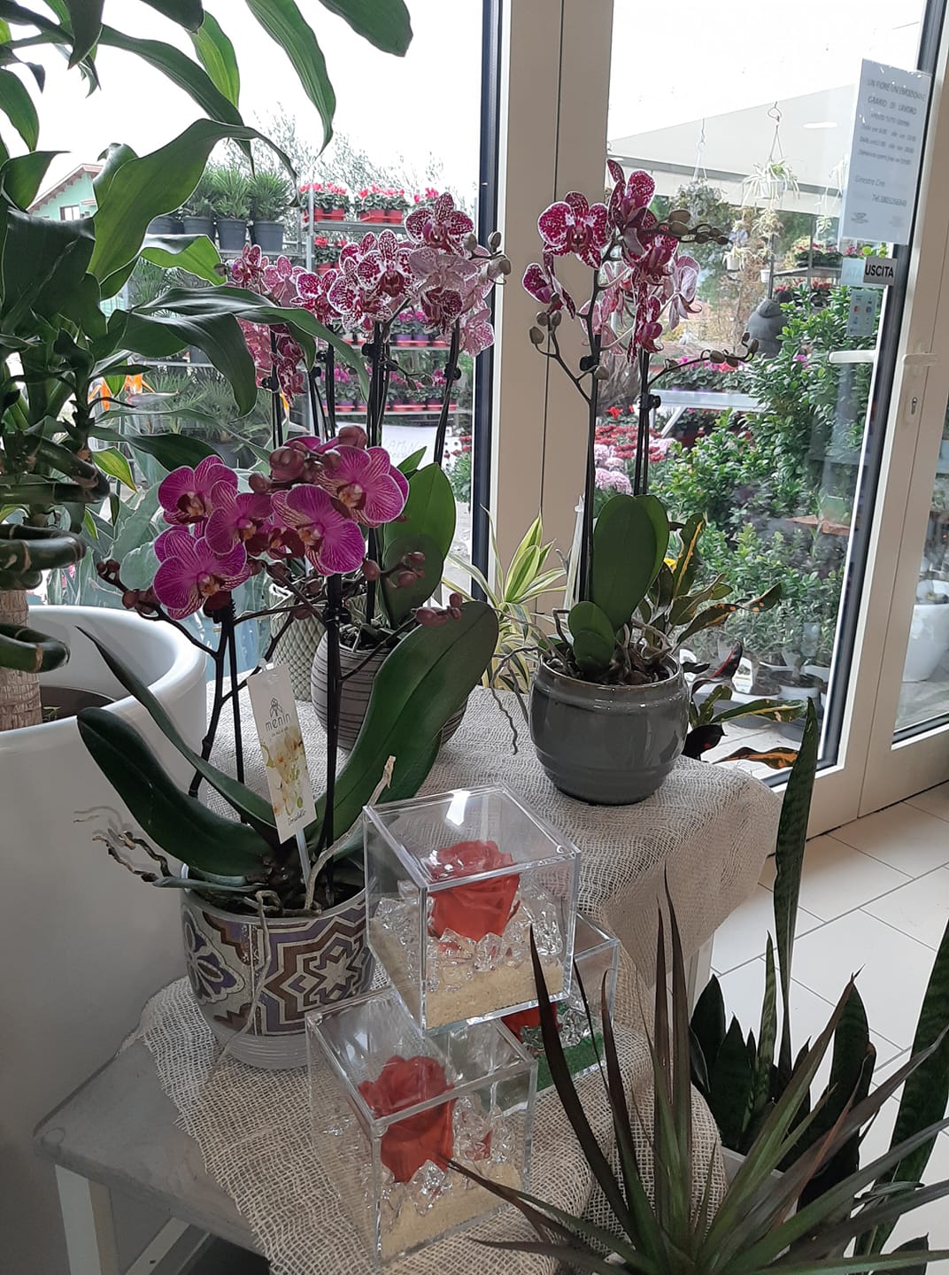 punto vendita di piante ornamentali