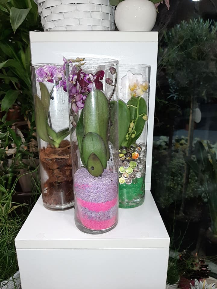 piante per interni in vendita