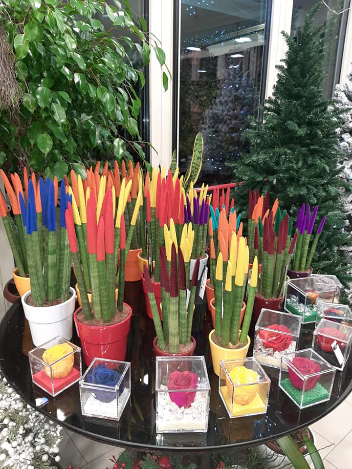 piante ornamentali per interni in vendita