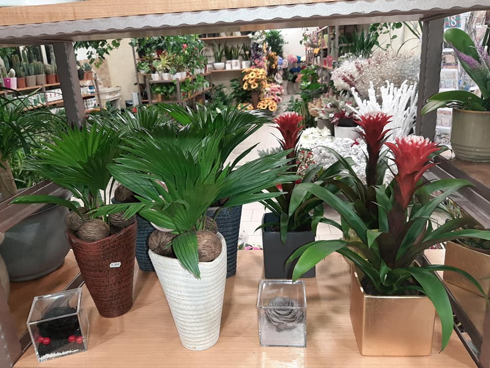 negozio di piante ornamentali