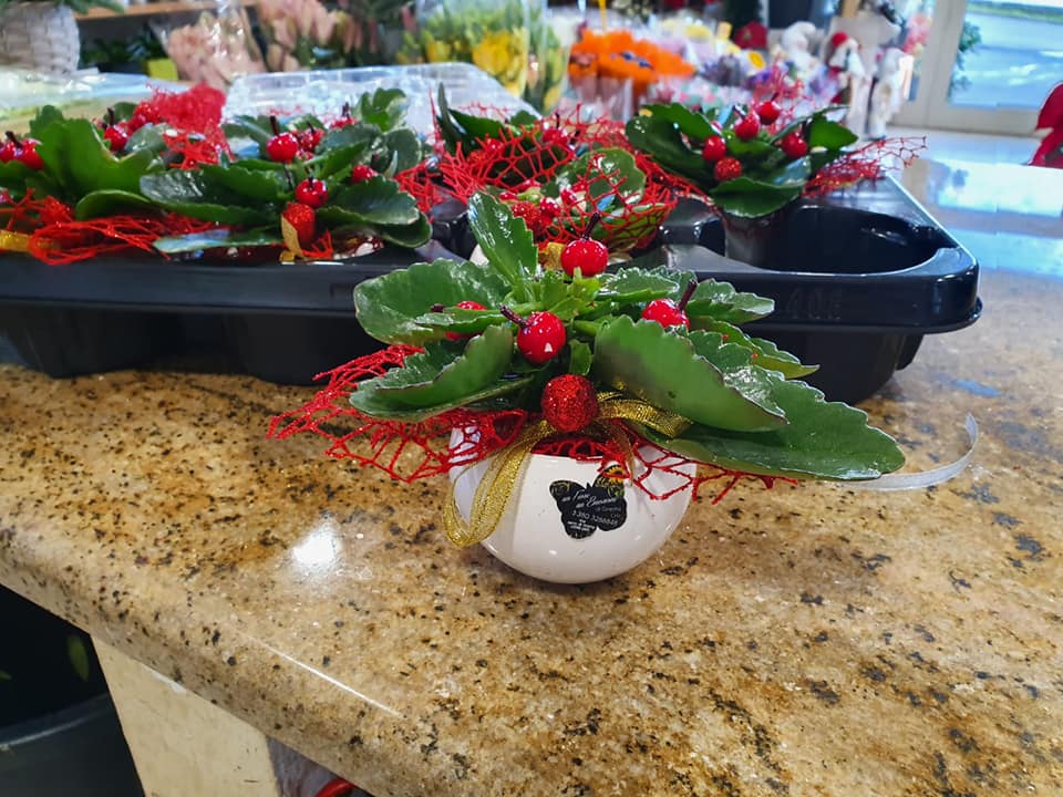 piccola pianta grassa